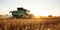 Combine harvester in front of the setting sun. Wheat field.